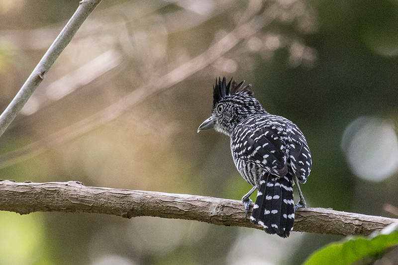 Barred Antshrike, Cariguana, Panama by Richard L. Becker