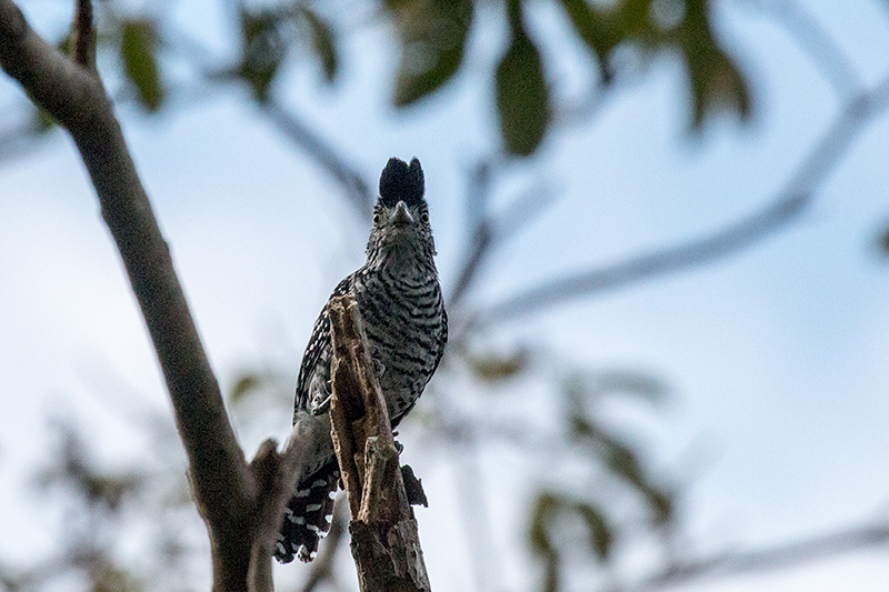 Barred Antshrike, Cariguana, Panama by Richard L. Becker