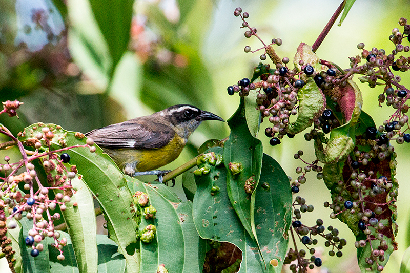 Bananaquit, Tranquilo Bay Lodge, Bastimentos Island, Panama