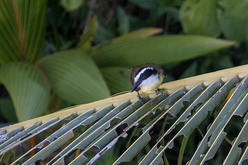 Bananaquit, Tranquilo Bay Lodge, Bastimentos Island, Panama