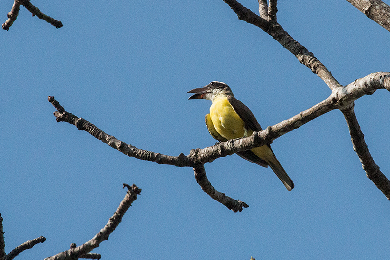 Boat-billed Flycatcher, Anton Dry Forest, Panama