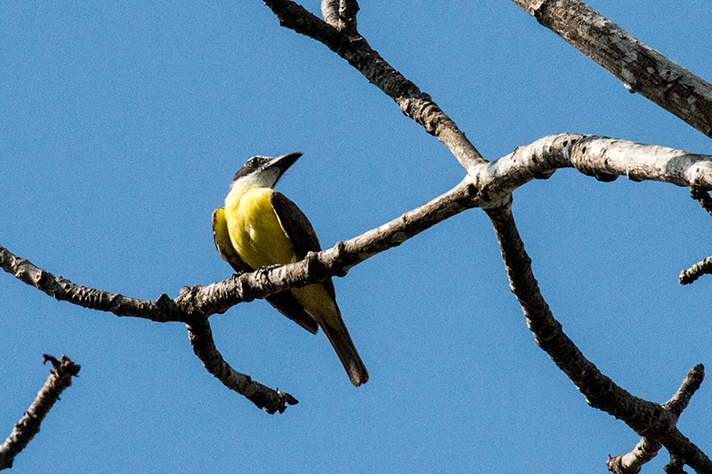 Boat-billed Flycatcher, Anton Dry Forest, Panama