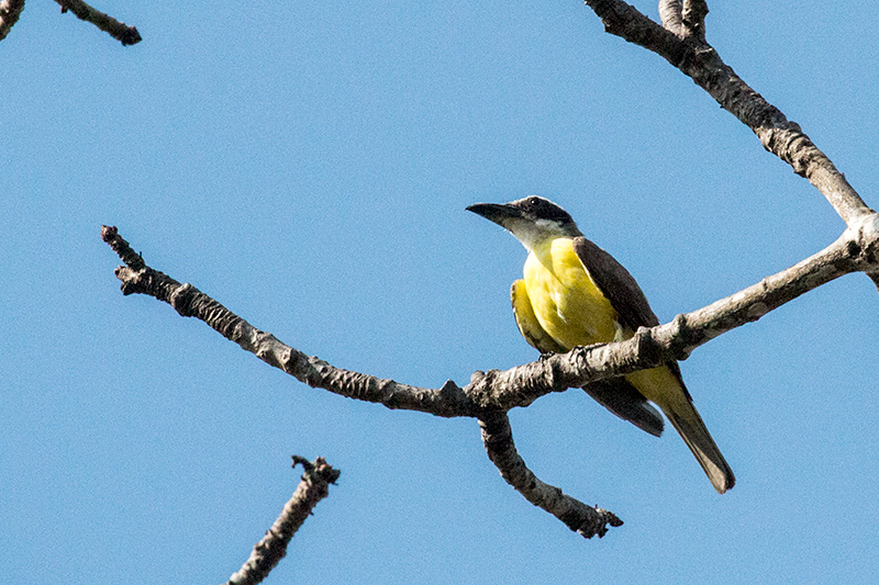 Boat-billed Flycatcher, Anton Dry Forest, Panama