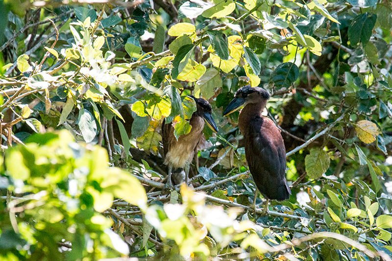 Boat-billed Heron, Chiriqu Grande, Bocas del Toro, Panama