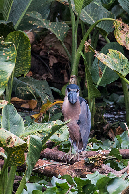 Boat-billed Heron, Chiriqu Grande, Bocas del Toro, Panama