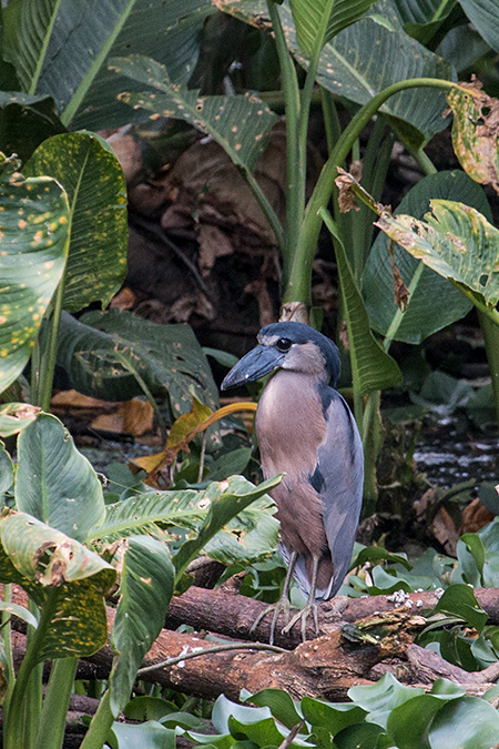 Boat-billed Heron, Chiriqu Grande, Bocas del Toro, Panama