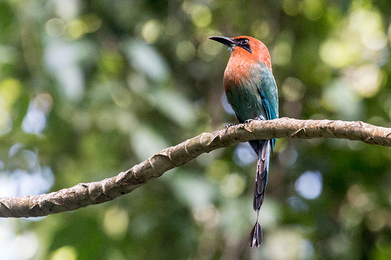 Broad-billed Motmot, Pipeline Road, Panama