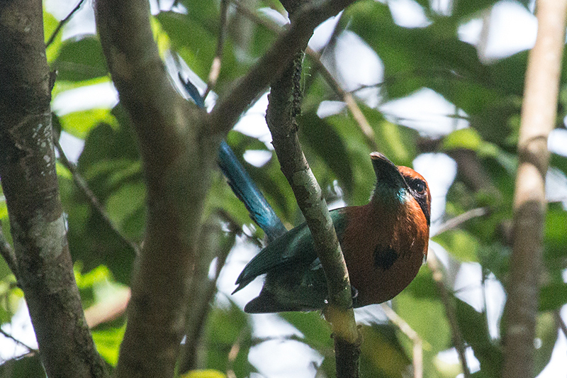 Broad-billed Motmot, Pipeline Road, Panama