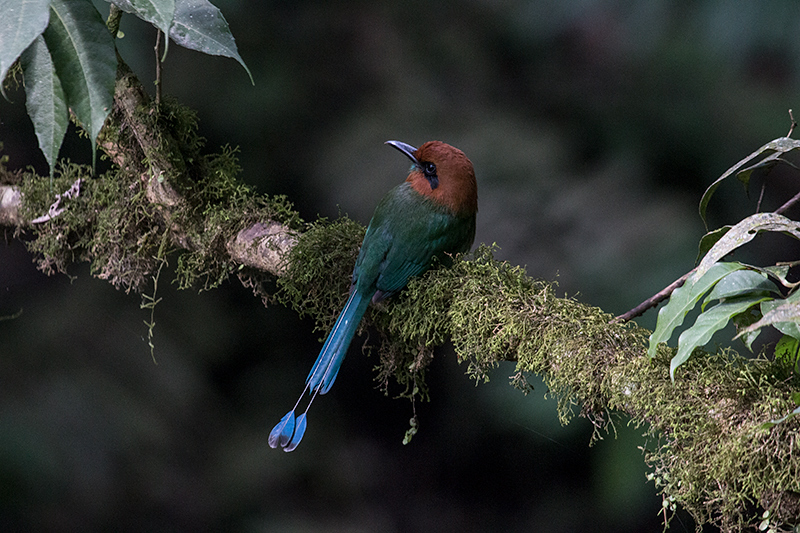 Broad-billed Motmot, Canopy Lodge Environs, Panama