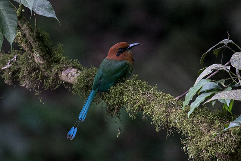 Broad-billed Motmot, Canopy Lodge Environs, Panama