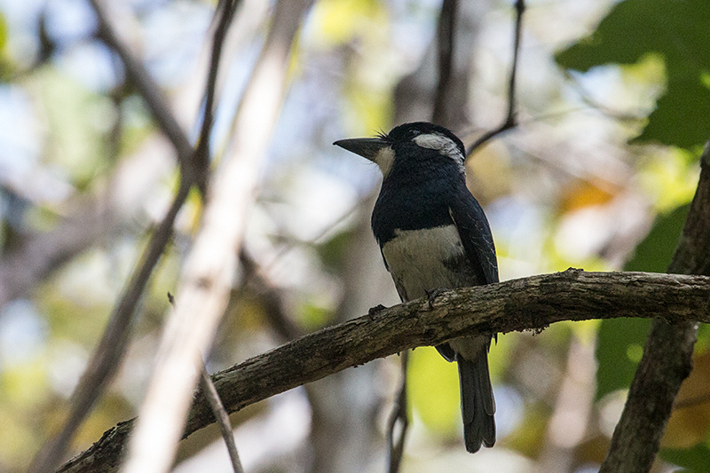 Black-breasted Puffbird, Pipeline Road, Panama