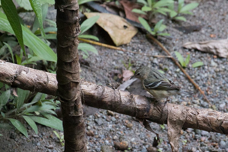 Bay-breasted Warbler, Canopy Lodge, Panama