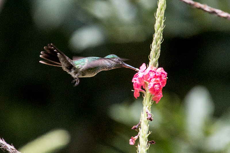 Blue-chested Hummingbird, Tranquilo Bay Lodge, Bastimentos Island, Panama by Richard L. Becker