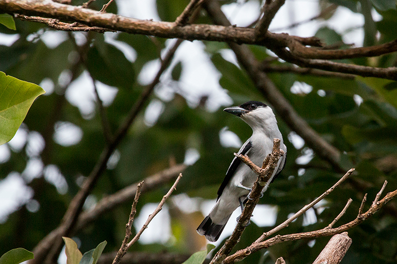 Black-crowned Tityra, Chiriqu Grande, Bocas del Toro, Panama