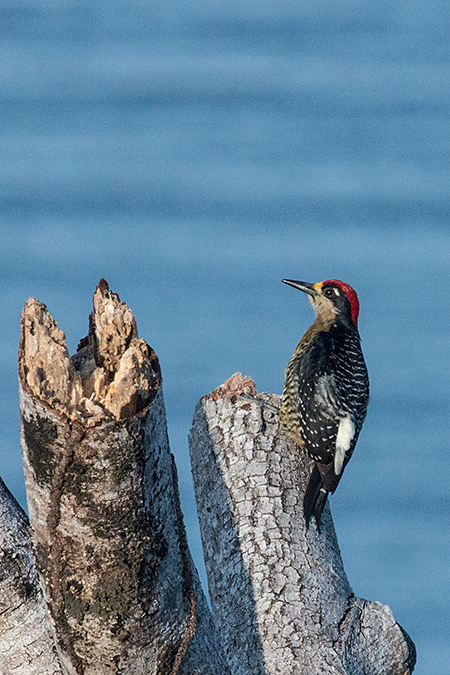 Black-cheeked Woodpecker, Tranquilo Bay Lodge, Bastimentos Island, Panama