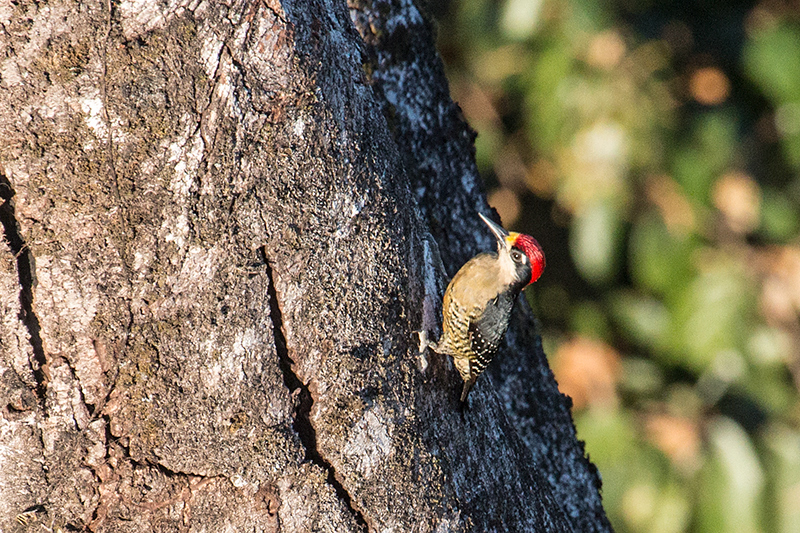 Black-cheeked Woodpecker, Tranquilo Bay Lodge, Bastimentos Island, Panama