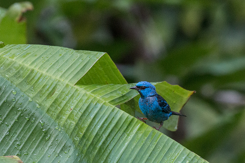 Blue Dacnis, Gamboa, Panama