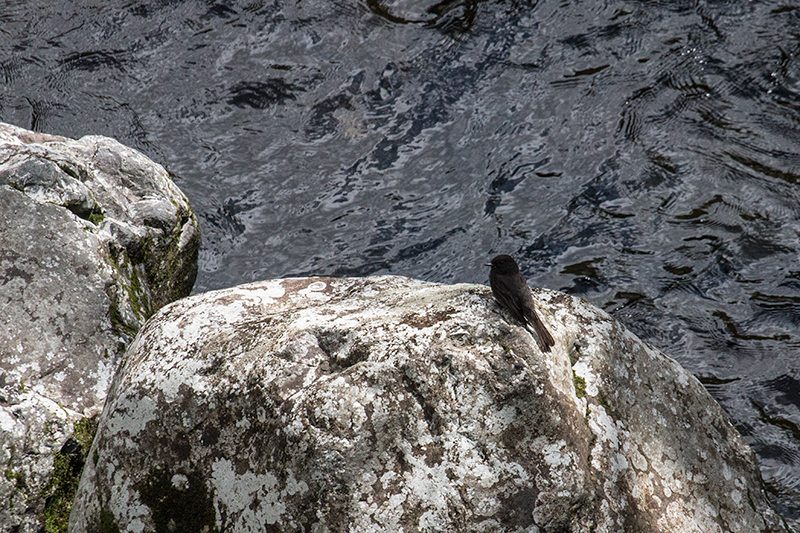 Black Phoebe, Fortuna and Antenna Roads, Bocas del Toro, Panama