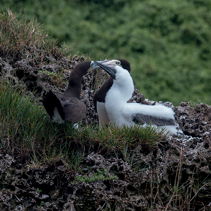 Nesting Brown Booby, Bird Island (Swan's Key), Bocas del Toro, Panama