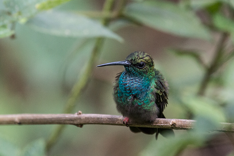 Bronze-tailed Plumeleteer, The Harrisons' Feeders, Cerro Azul, Panama by Richard L. Becker