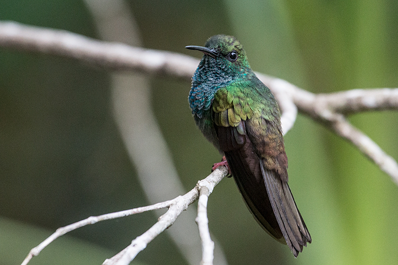 Bronze-tailed Plumeleteer, The Harrisons' Feeders, Cerro Azul, Panama by Richard L. Becker