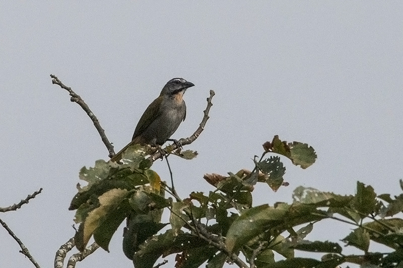 Buff-throated Saltator, La Mesa, Panama and Canopy Lodge Environs, Panama