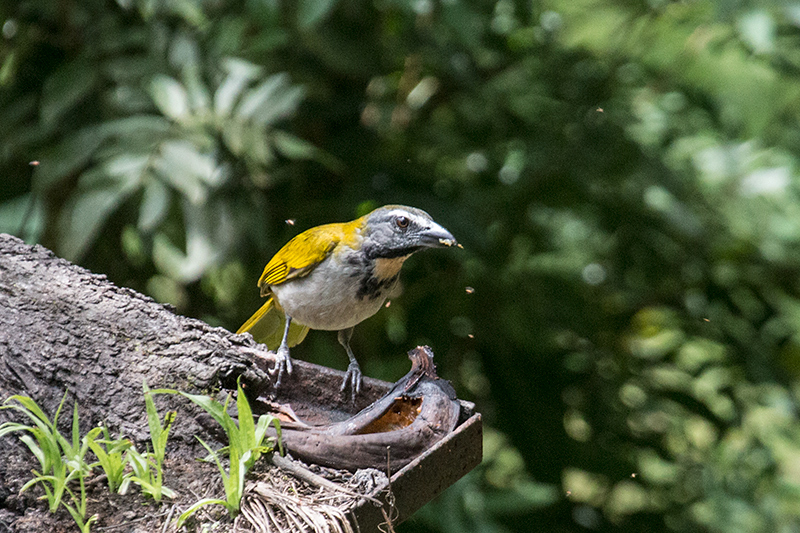 Buff-throated Saltator, Canopy Lodge Environs, Panama