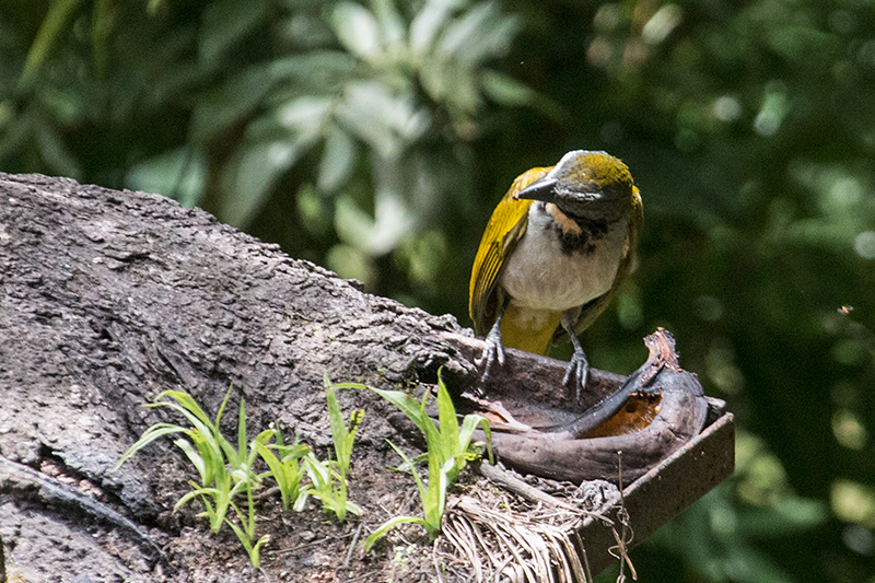 Buff-throated Saltator, Canopy Lodge Environs, Panama