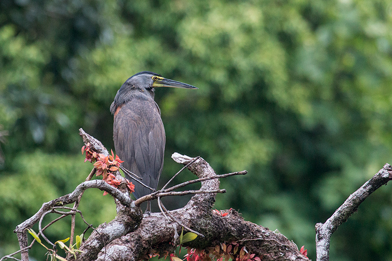 Bare-throated Tiger-Heron, Saropa (Snyder) Canal Boat Trip, Bocas del Toro, Panama