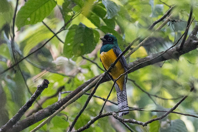 Black-throated Trogon, Pipeline Road, Panama