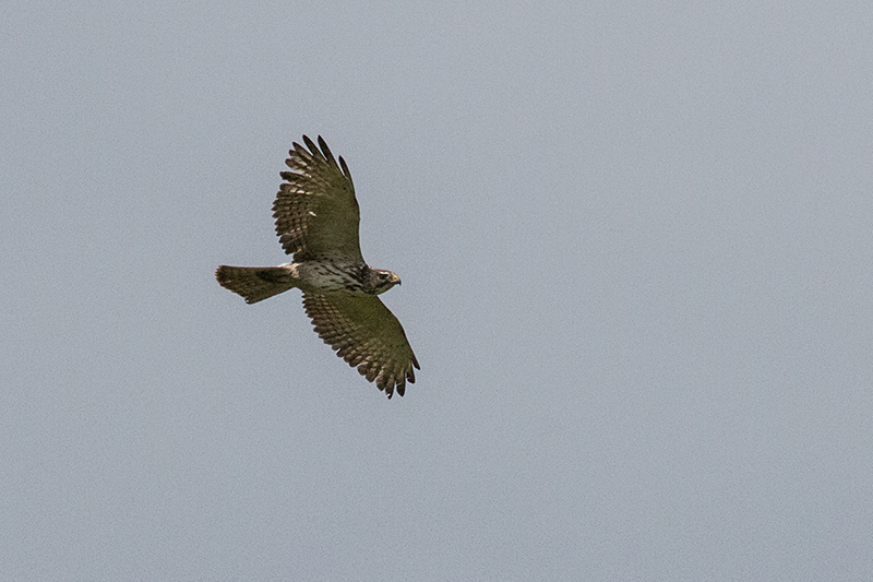 Broad-winged Hawk, Punta Robalo, Chiriqu Grande, Bocas del Toro, Panama