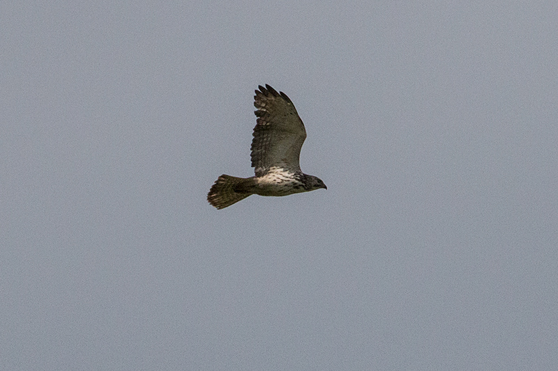 Broad-winged Hawk, Punta Robalo, Chiriqu Grande, Bocas del Toro, Panama