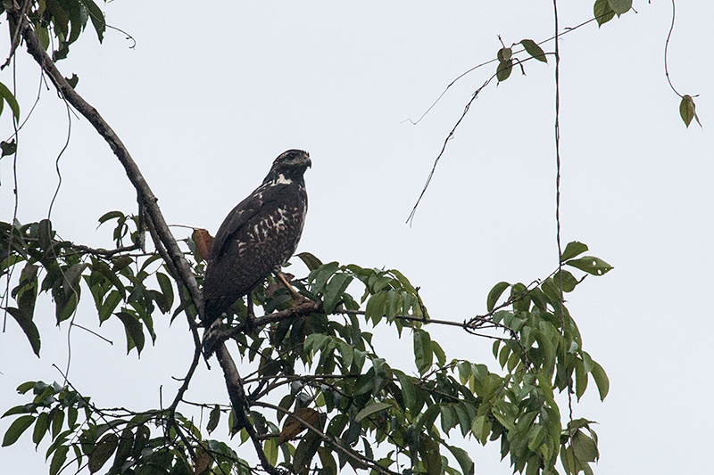 Immature Common Black Hawk, Saropa (Snyder) Canal Boat Trip, Bocas del Toro, Panama