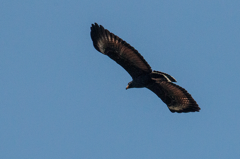 Common Black Hawk, Anton Dry Forest, Panama