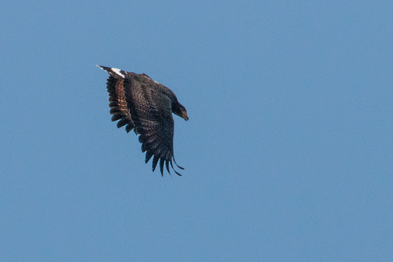 Common Black Hawk, Anton Dry Forest, Panama