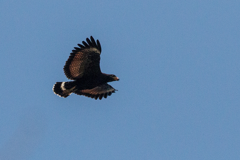 Common Black Hawk, Anton Dry Forest, Panama