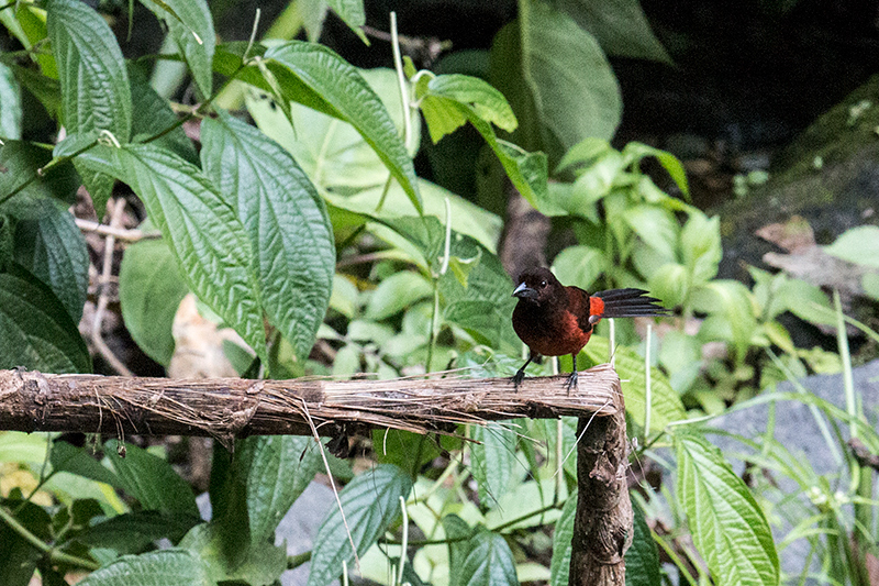 Crimson-backed Tanager, Canopy Lodge, Panama