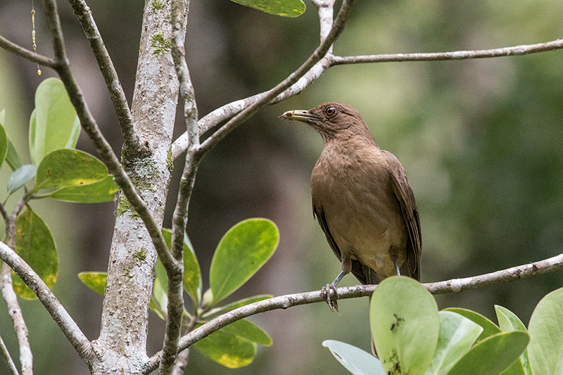 Clay-colored Thrush, Canopy Lodge, Panama