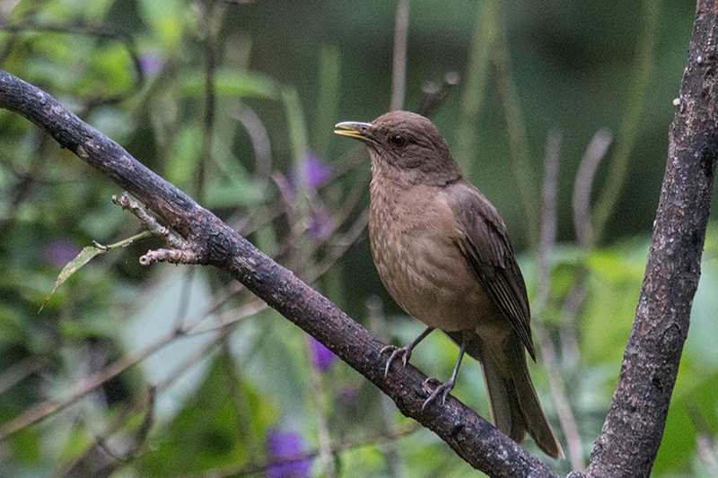 Clay-colored Thrush, Canopy Lodge, Panama