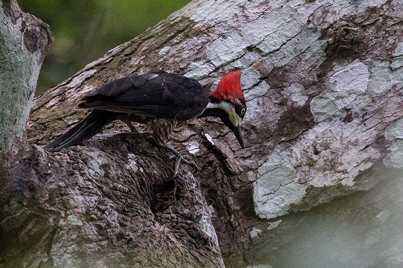 Crimson-crested Woodpecker, Semaphore Hill Road, Panama