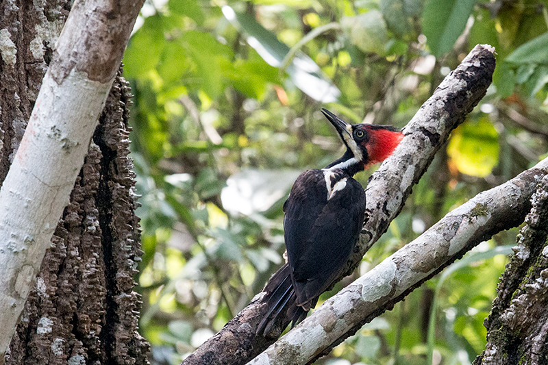 Crimson-crested Woodpecker, Gamboa Rainforest Resort, Panama