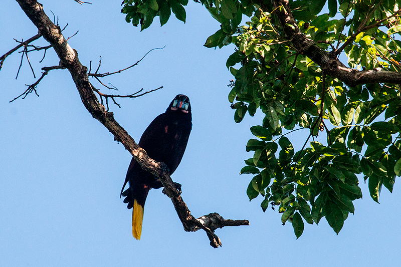 Montezuma Oropendola, Tranquilo Bay Lodge, Bastimentos Island, Panama