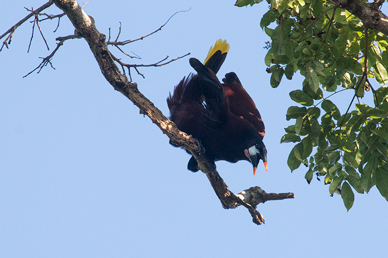 Displaying Montezuma Oropendola, Tranquilo Bay Lodge, Bastimentos Island, Panama