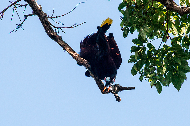 Displaying Montezuma Oropendola, Tranquilo Bay Lodge, Bastimentos Island, Panama