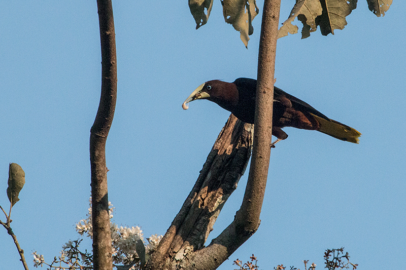 Chestnut-headed Oropendola and Nest, Valle Chiquito, Panama