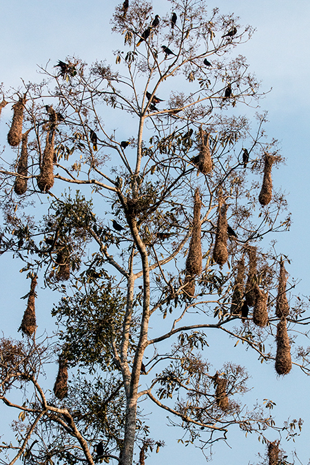 Chestnut-headed Oropendola and Nest, Valle Chiquito, Panama