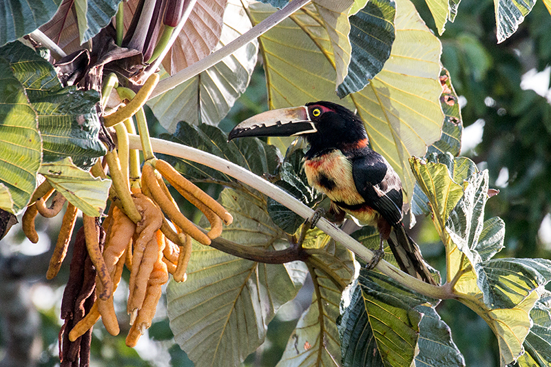 Collared Aracari, Canopy Tower, Panama