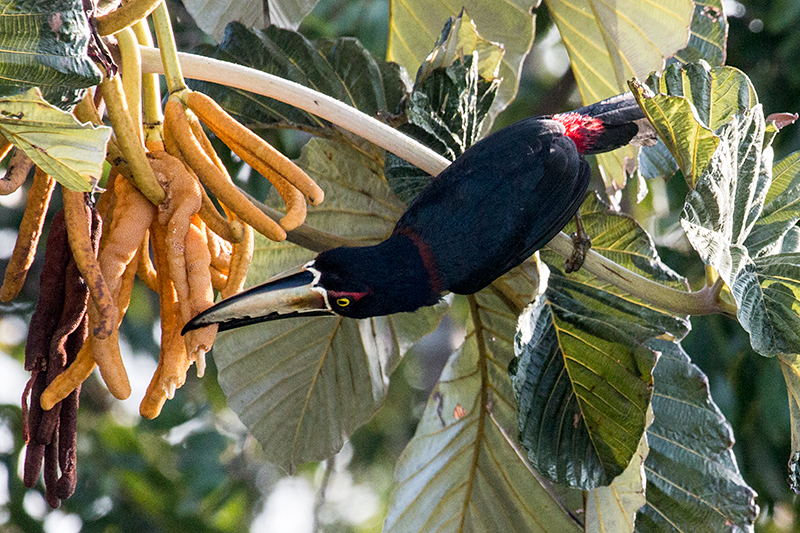 Collared Aracari, Canopy Tower, Panama