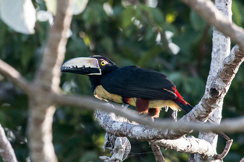 Collared Aracari, Canopy Tower, Panama