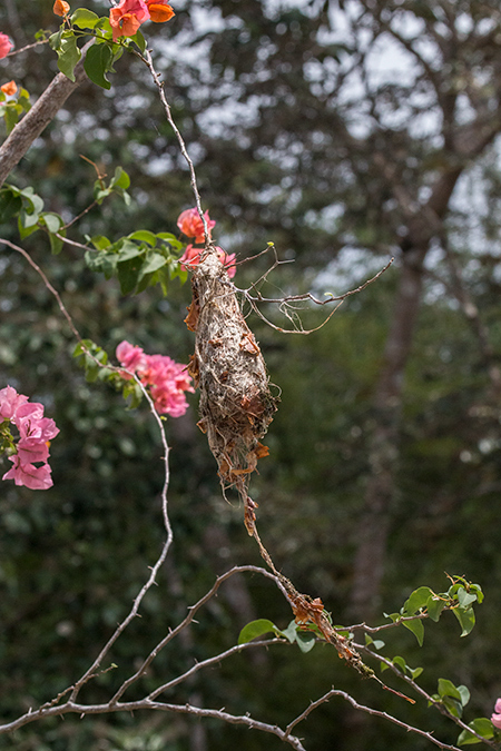 Common Tody-Flycatcher Nest, Gamboa Rainforest Resort Marina, Panama by Richard L. Becker